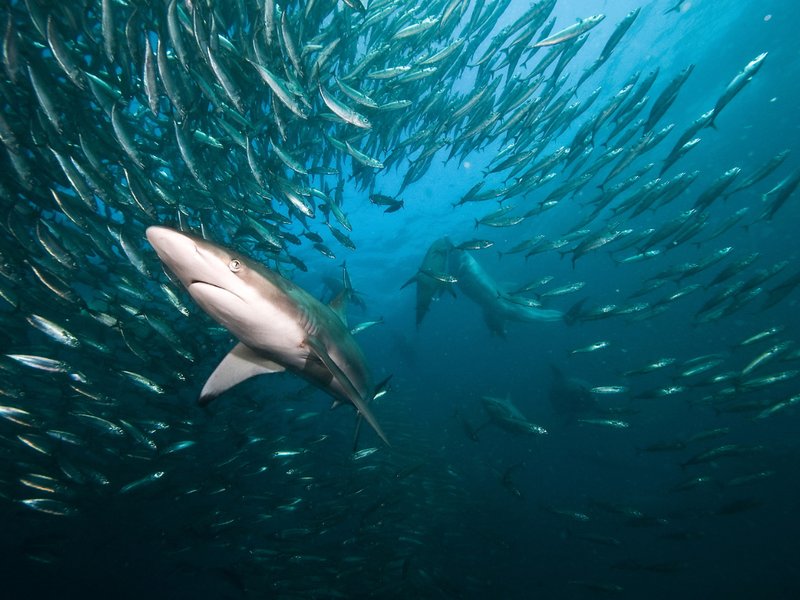 shark bait survivor beautiful news