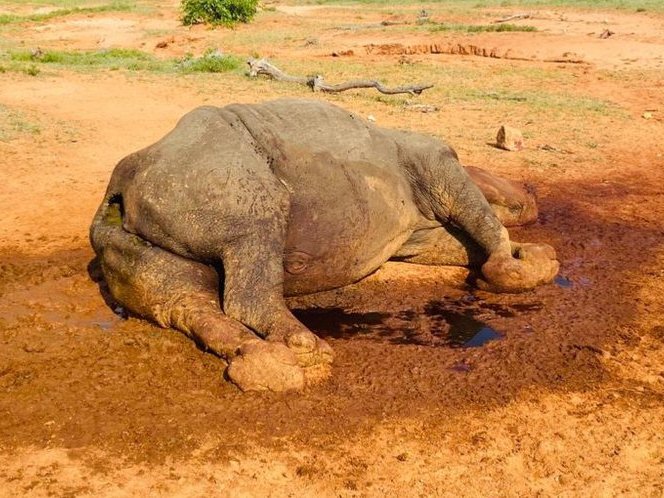 Limpopo white rhino