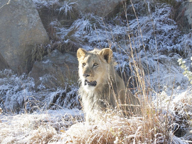 Lion