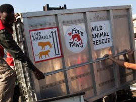 Five lions rescued in Romania arrive in SA