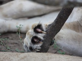 Lion paw
