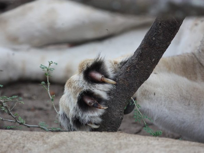 Lion paw