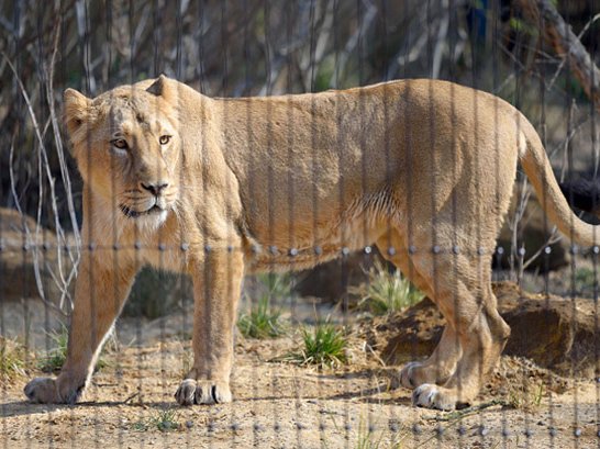 Lion