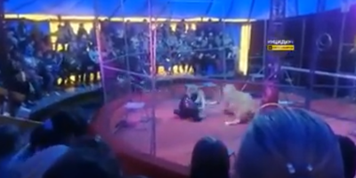 WATCH: Circus trainer mauled by lioness - Vimarsana News