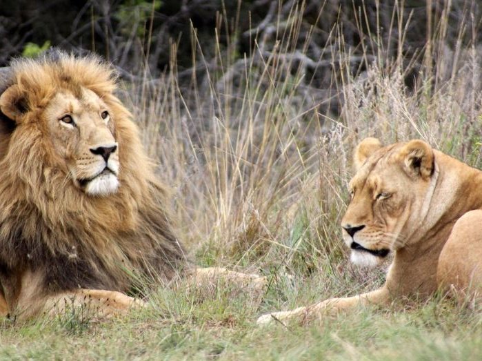 Lions