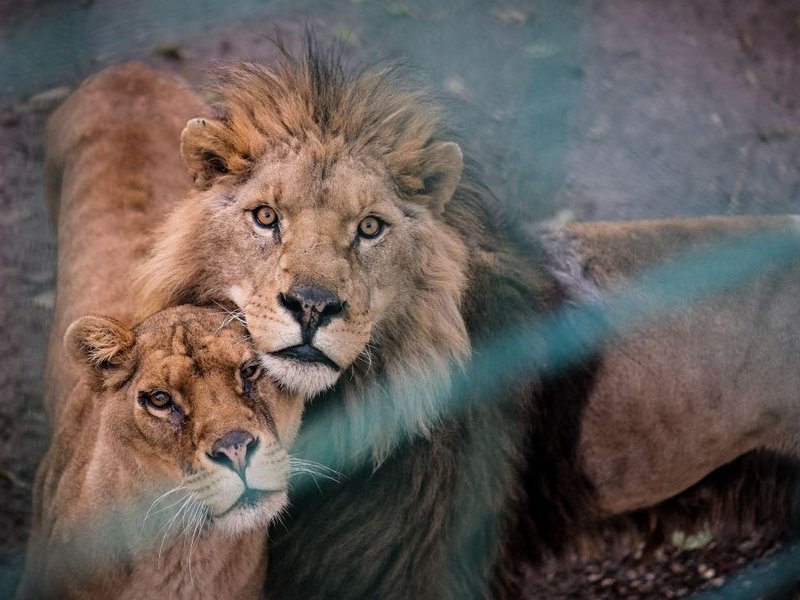 Lions saved pictures