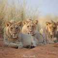 Lions