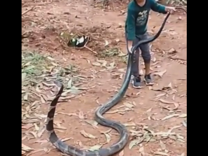 Little boy playing with a large cobra