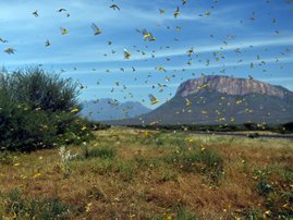 locusts