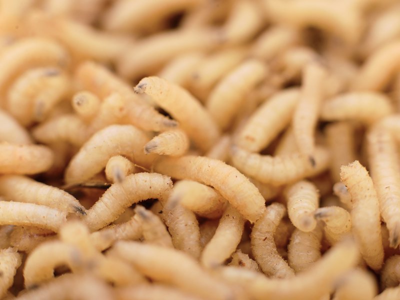MAGGOTS ON PLANE