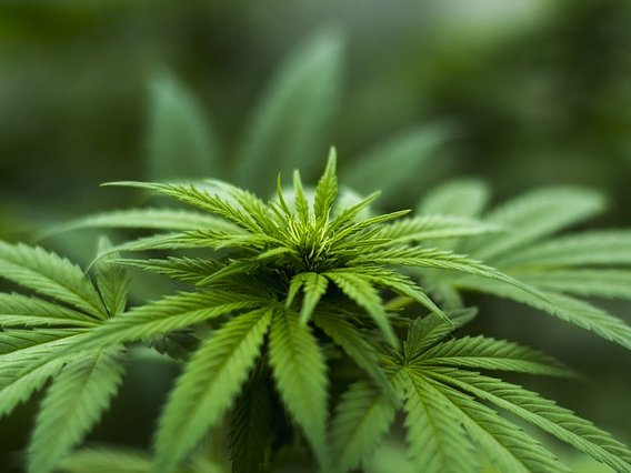 Marijuana