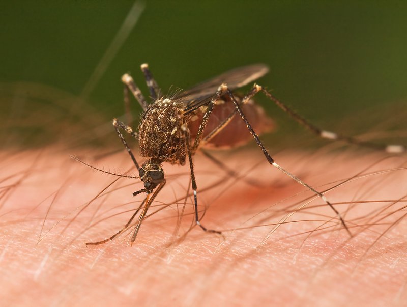 Malaria