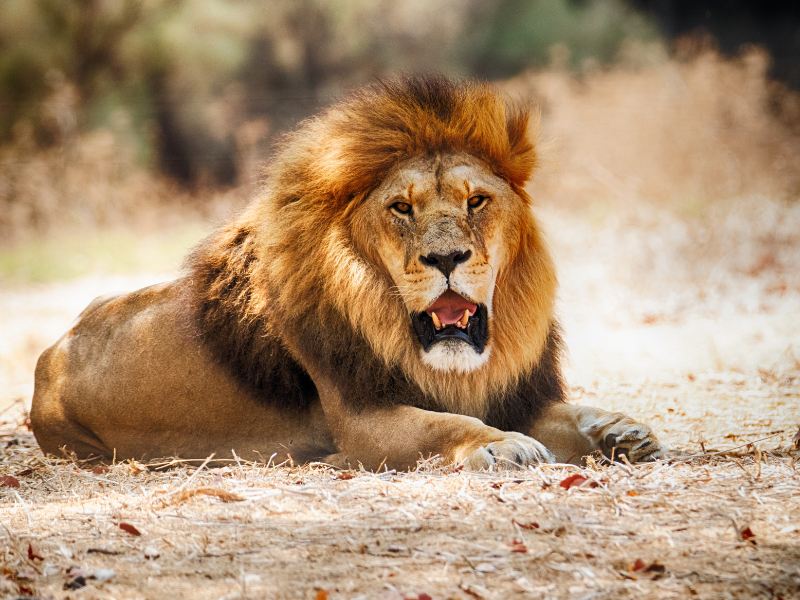 Male lion lying on the ground with mouth open