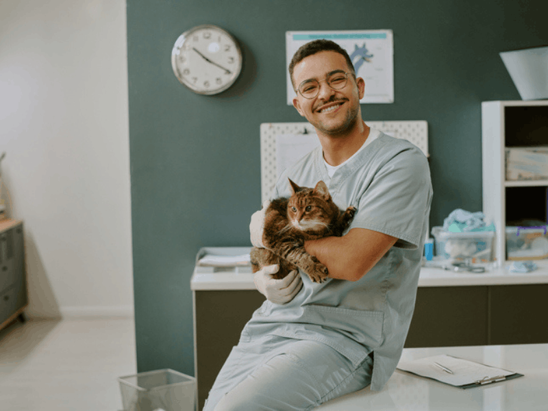 Male vet holds a cat in veterinary office