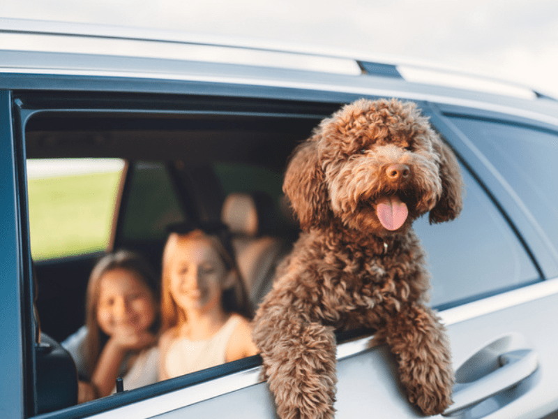 Maltipoo dog looking out from an open car window