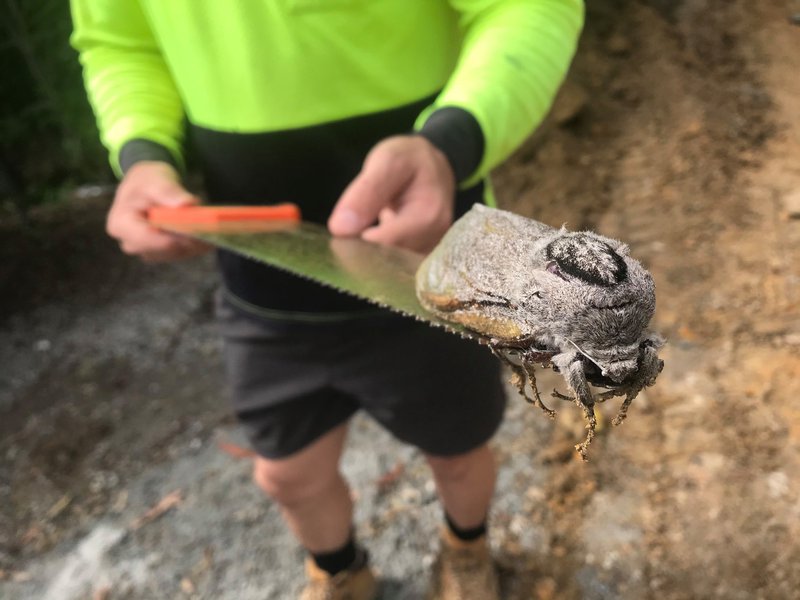 Is it a rat, is it a moth? - it's a 'Super Moth' found in Australia