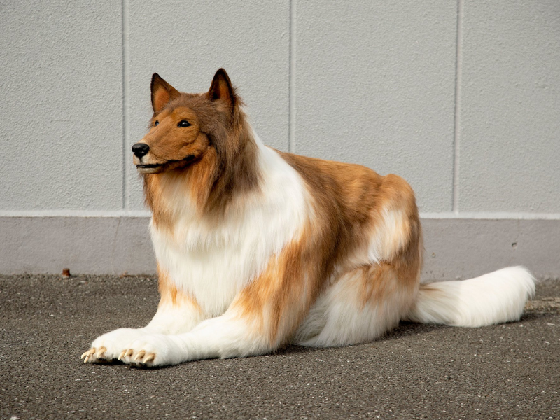 Man dresses up like a dog