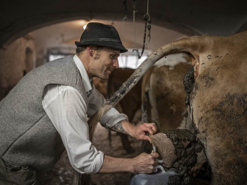 Man scoops cow poop from cow