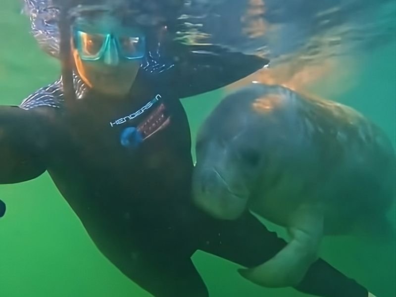 Manatee hugging scuba diver's leg