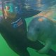 Manatee hugging scuba diver's leg