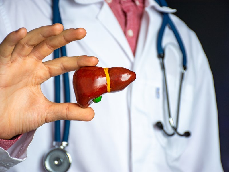 Medical professional holds anatomical model of human liver in his hand