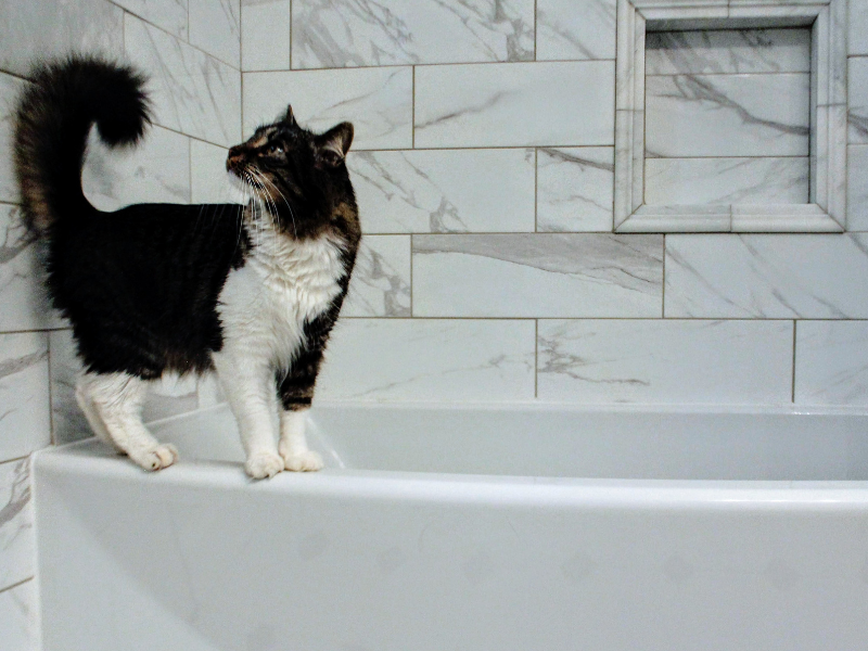 Medium haired white and black cat on a tub