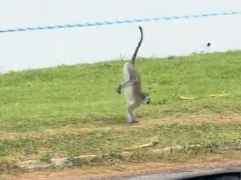 Monkey acrobatics