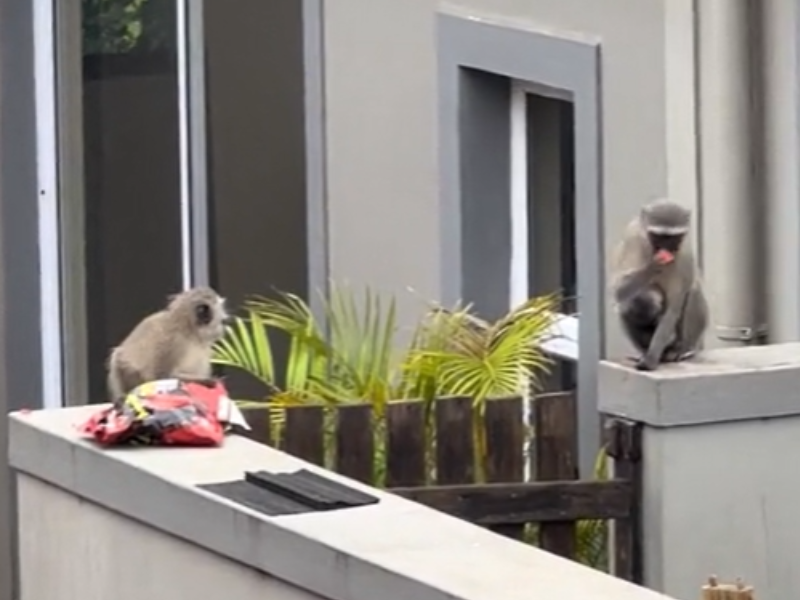 Monkeys sitting on a wall eating Doritos