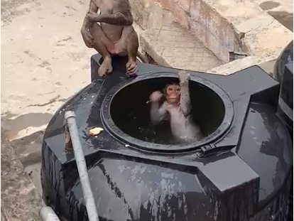 WATCH: Monkeys swimming in hospital tankers ‘fake news’