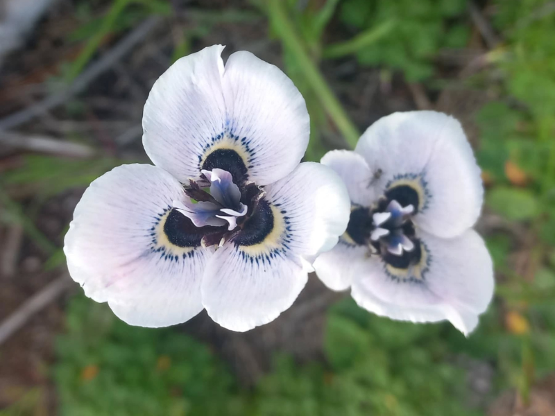 New indigenous "miracle" plant discovered in Western Cape