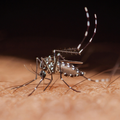 Mosquito biting human skin