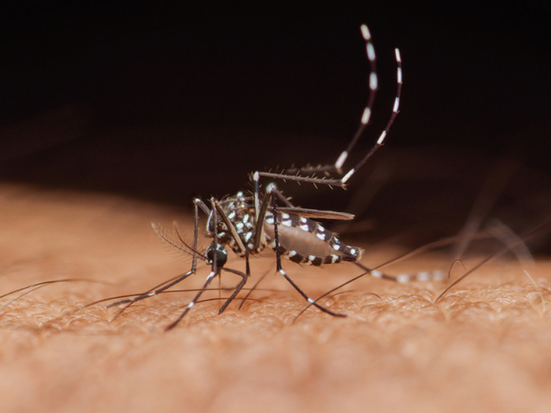 Mosquito biting human skin