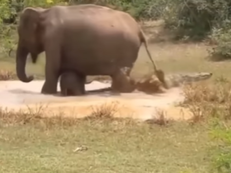 Mother elephant protects her baby at a watering hole