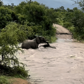Mother elephant saves baby from Kruger National Park floods