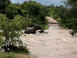 Mother elephant saves baby from Kruger National Park floods