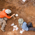 Scientists discover 210-million-year-old dinosaur in Zimbabwe