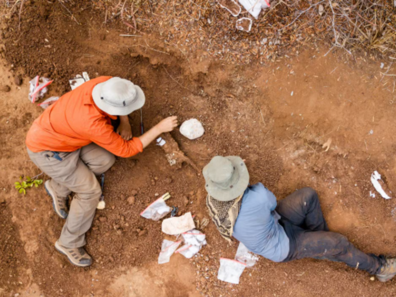 Scientists discover 210-million-year-old dinosaur in Zimbabwe