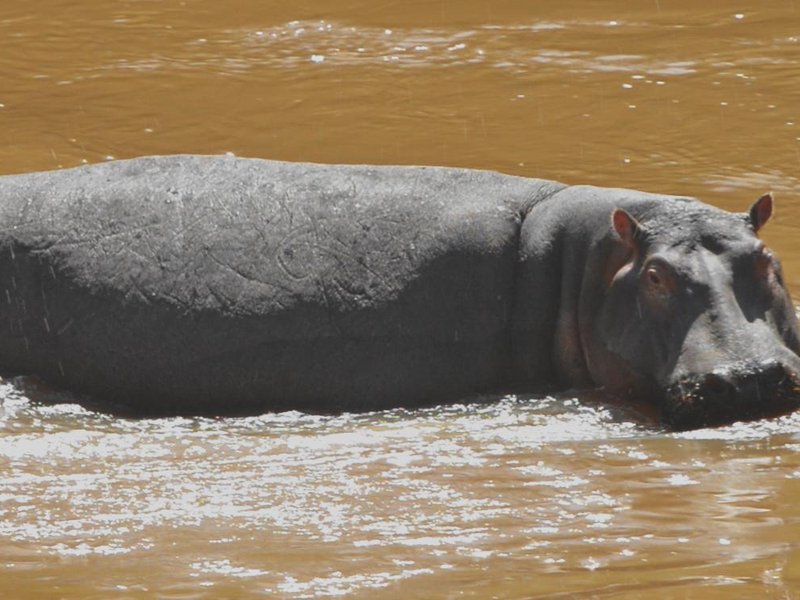 Hippo