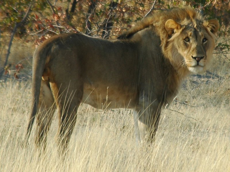 Lion_wikimedia
