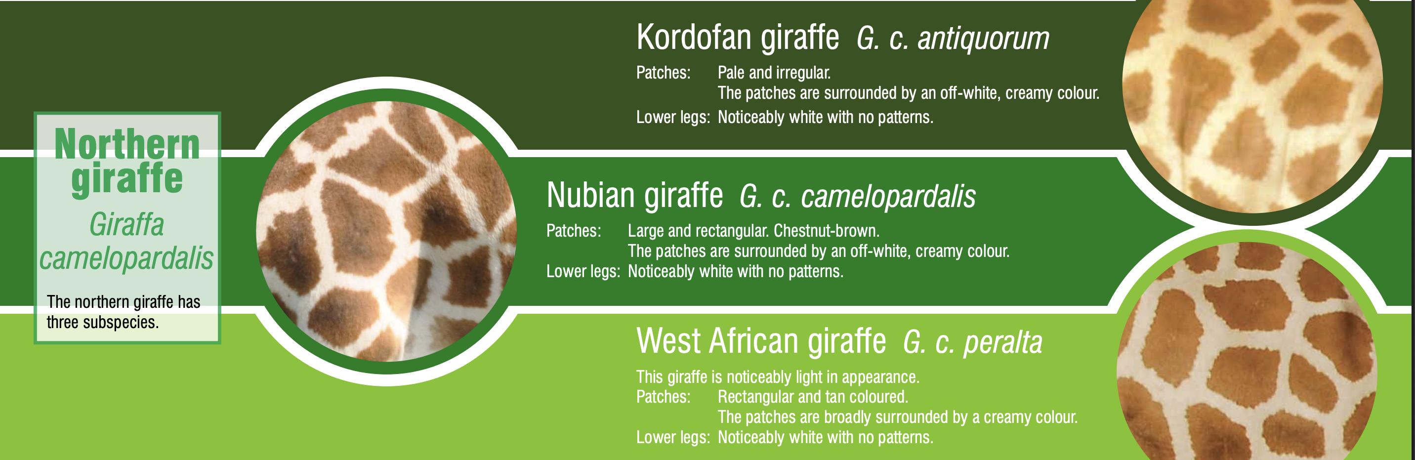 LOOK: Tourist records unique giraffe in Kruger National Park