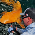 Orange shark