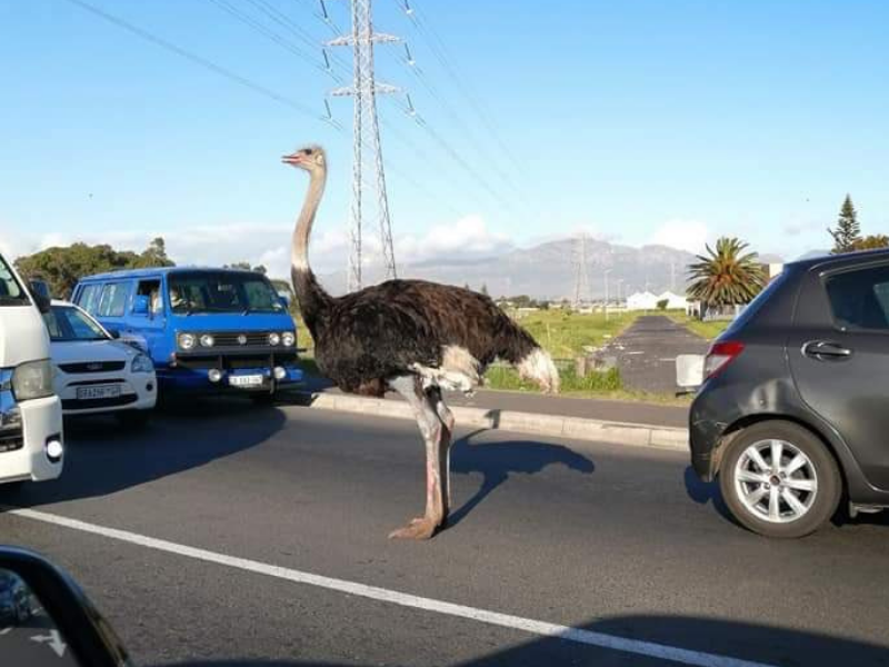 WATCH: When an Ostrich brings traffic to a halt, then you know you are in South Africa