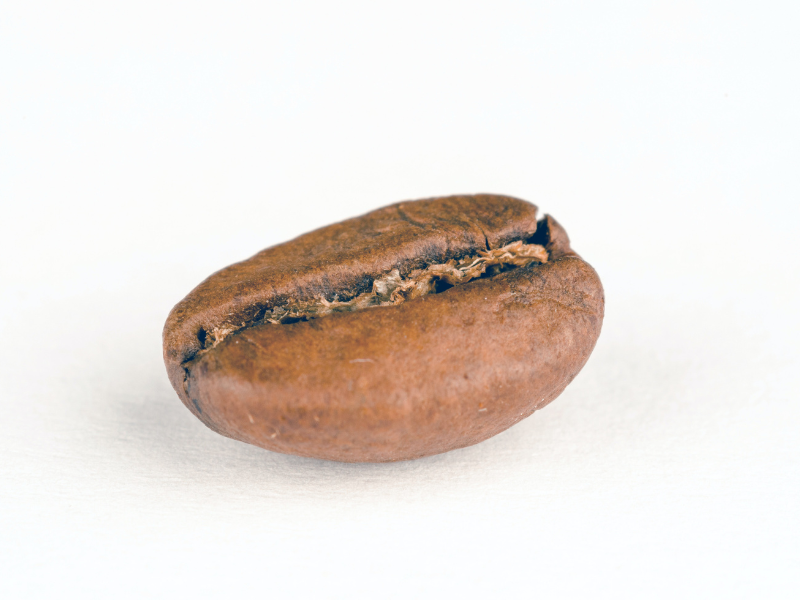 Oval brown seed that looks like a coffee bean