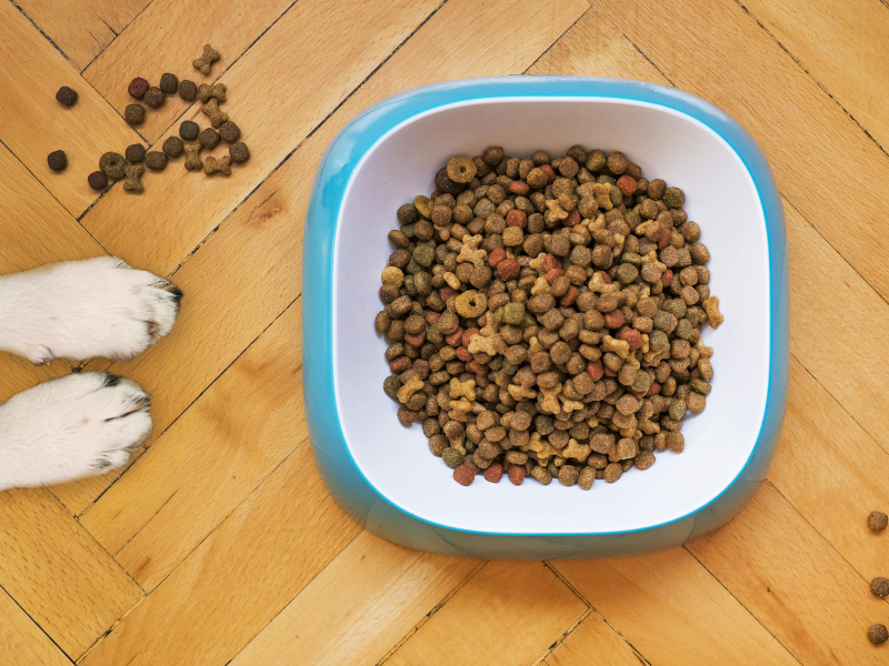 Overheard shot of dog food in a bowl