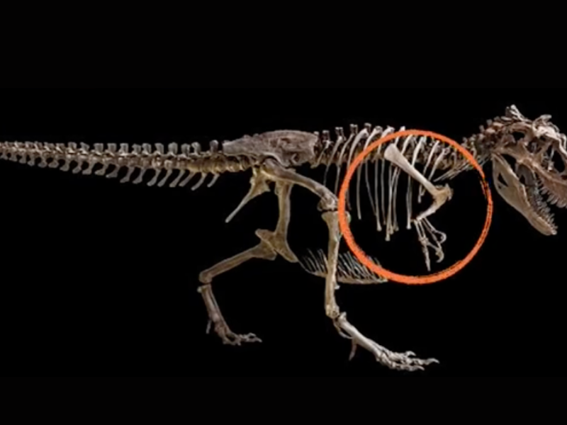 T-REX