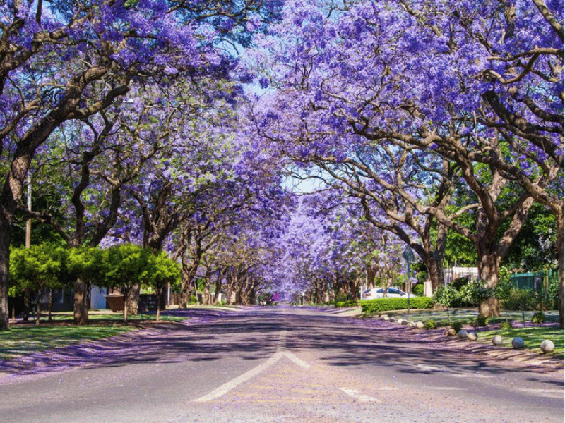 PHOTO_OF_JACARANDAS_IN_PTA