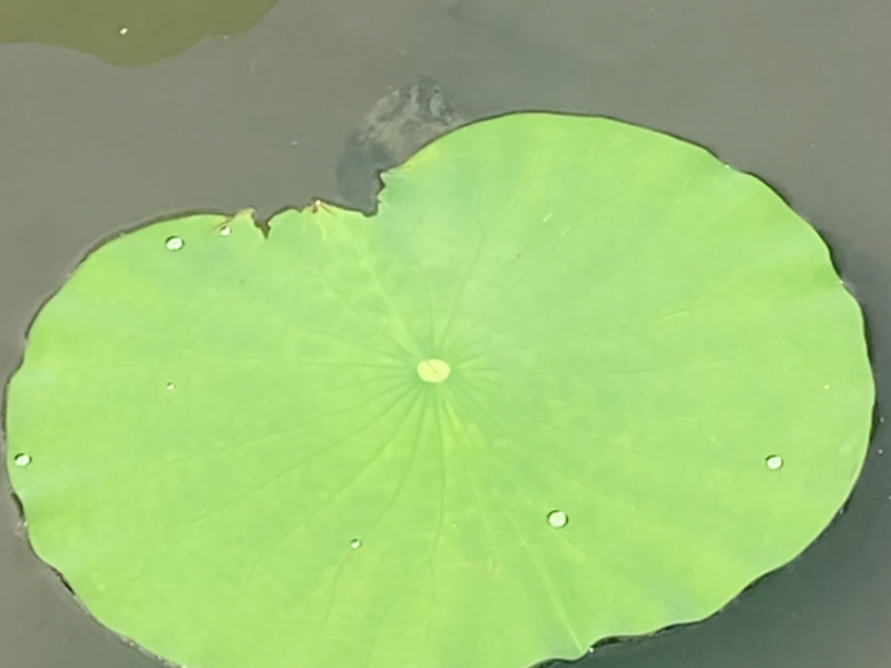 POND BOTANIC GARDEN
