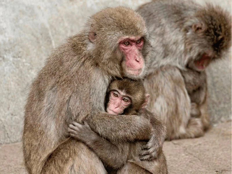 PUNCH HUGGING ANOTHER MONKEY