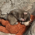PUNCH WITH PLUSHIE