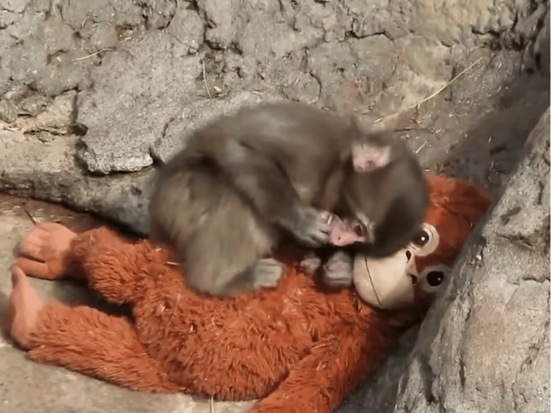 PUNCH WITH PLUSHIE